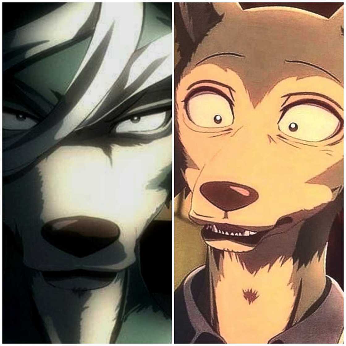 Le personnage principal de Beastars Le personnage principal de Beastars