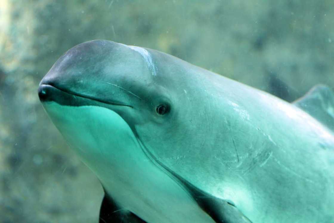 What is the rarest animal in the world What is the rarest animal in the world