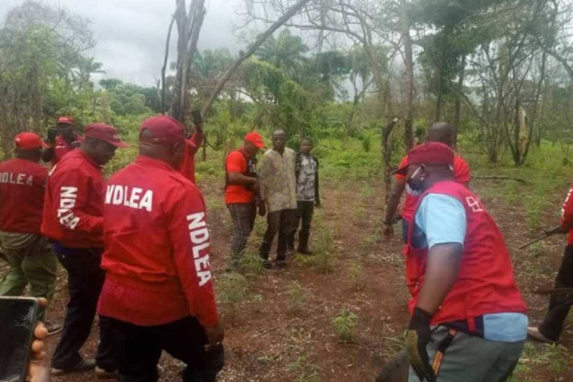 NDLEA ta Bankado Wata Tafkekiyar Gonar Wiwi a Jihar Kano