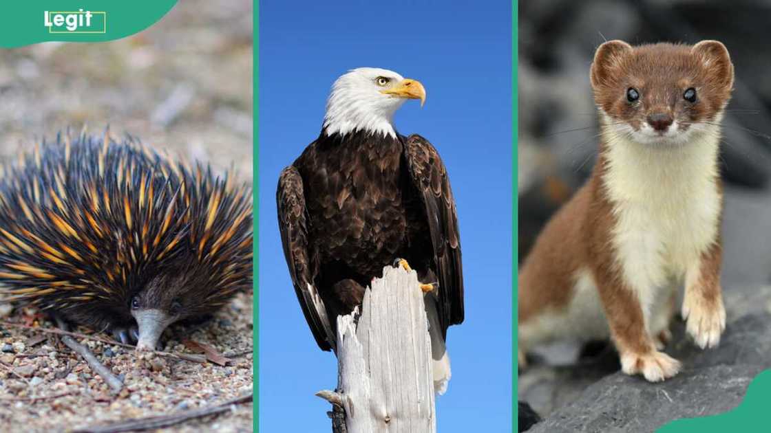 Echidna (L), Eagle (C), and Ermine (R)