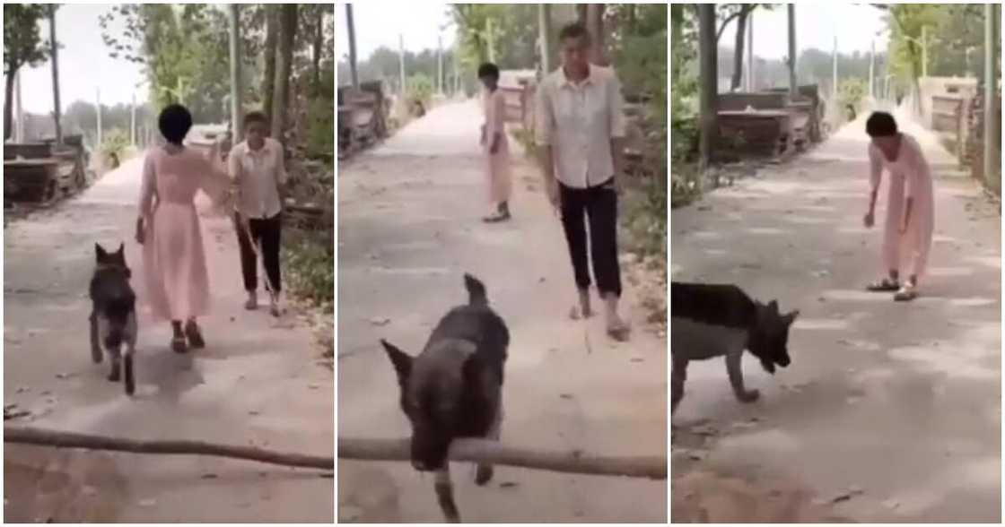 Dog, blind man, log, man's best friend, dog removes log