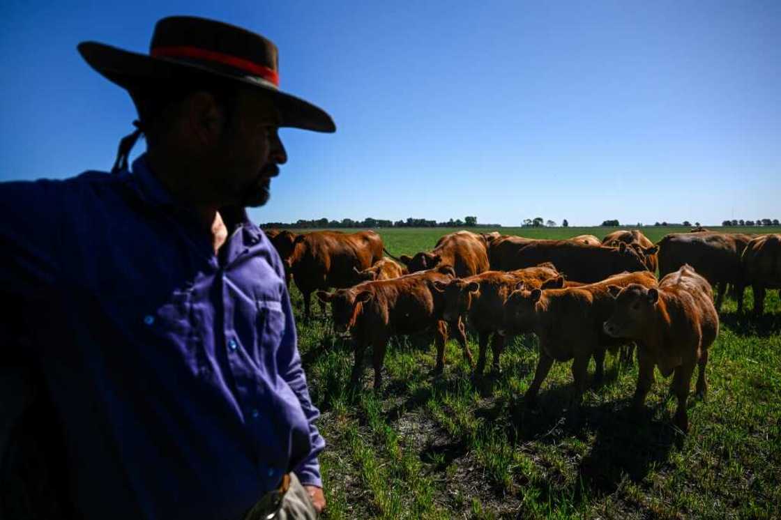 Agriculture contributes up to 25 percent of Argentina's gross domestic product Agriculture contributes up to 25 percent of Argentina's gross domestic product
