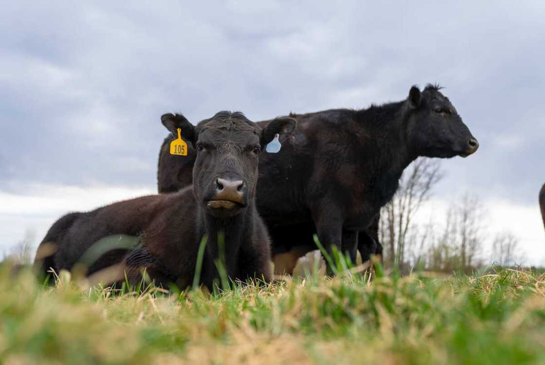 funny cow names