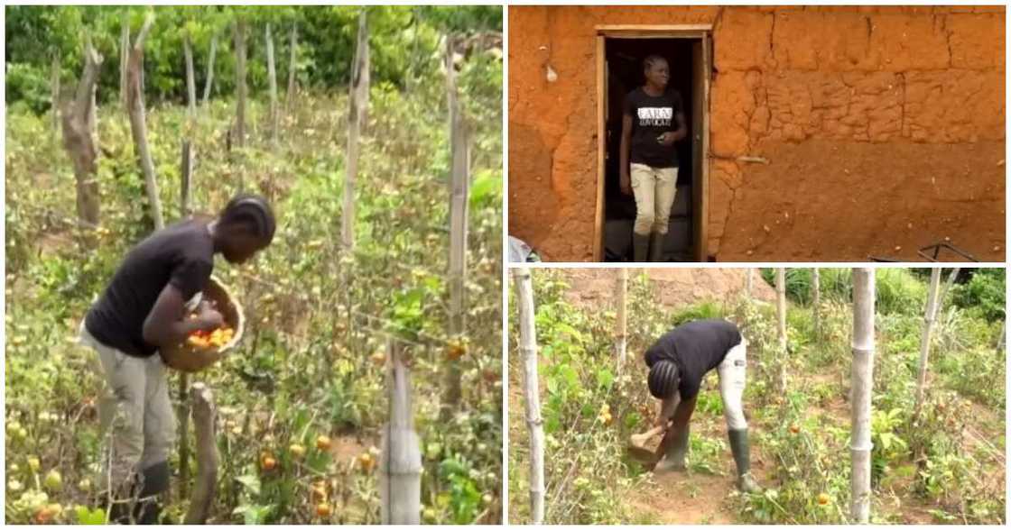 Bose Ruth Suberu, female graduate who is a farmer, relocated to the village, left office work in the city Bose Ruth Suberu, female graduate who is a farmer, relocated to the village, left office work in the city