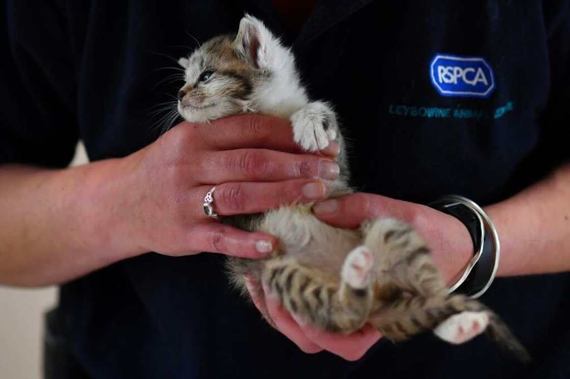 The charity blamed the increasing cost of living that was stretching pet owners' finances The charity blamed the increasing cost of living that was stretching pet owners' finances