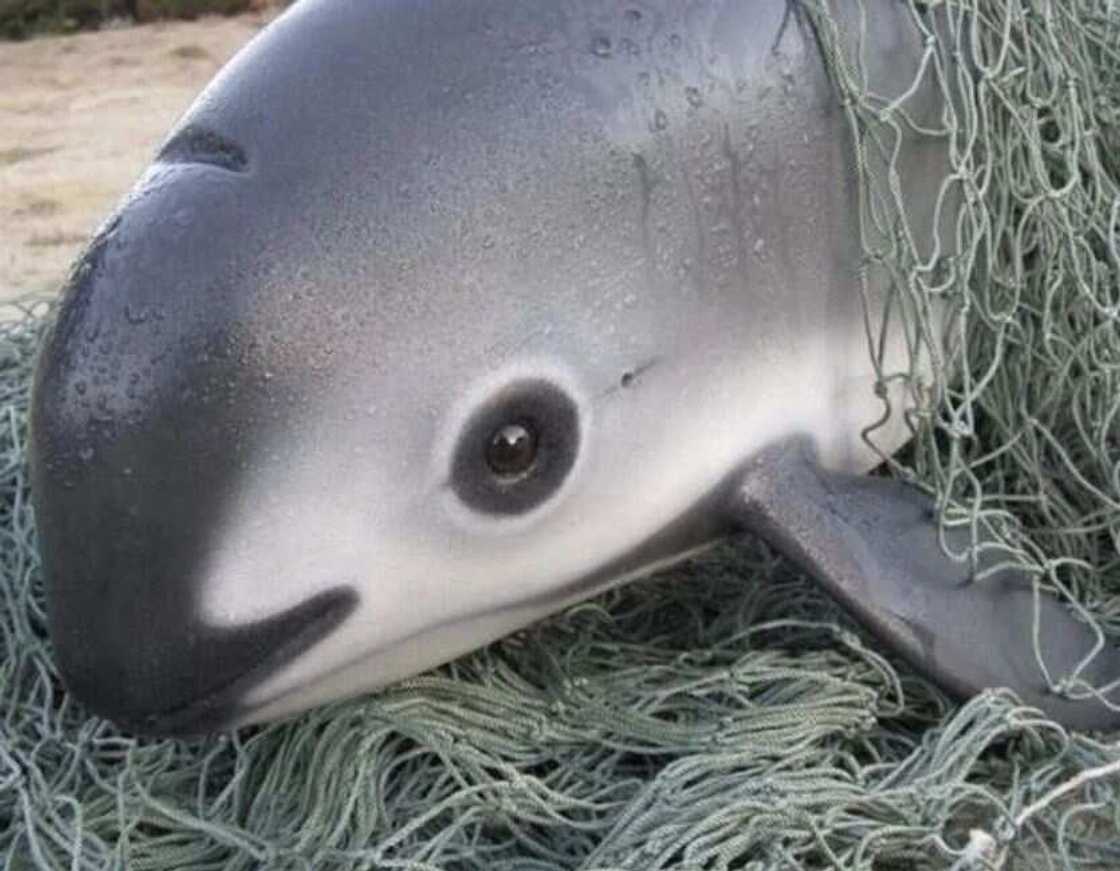 Vaquita Vaquita