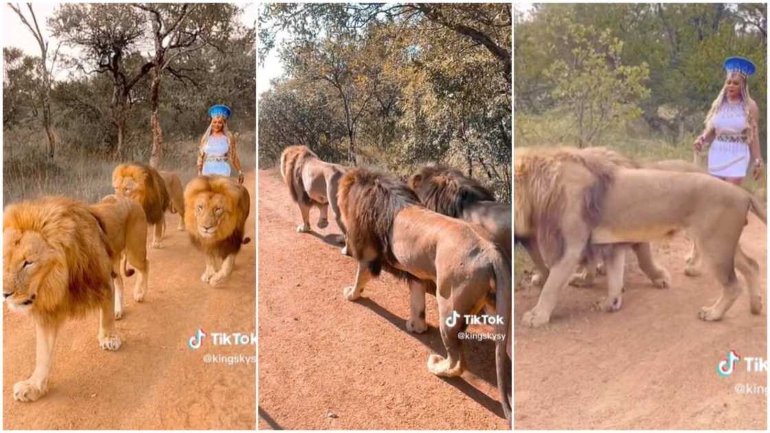 Lions and lady/lady walked three lions.