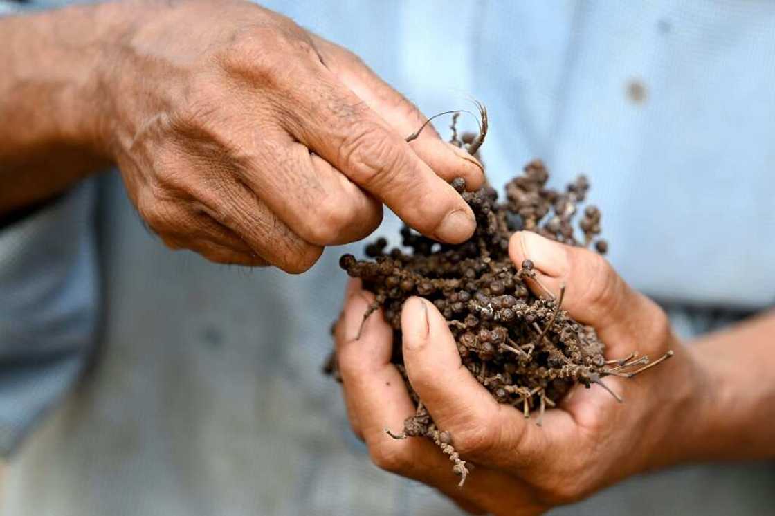Kampot pepper gained global acclaim during the French colonial occupation of Cambodia when it was exported widely Kampot pepper gained global acclaim during the French colonial occupation of Cambodia when it was exported widely