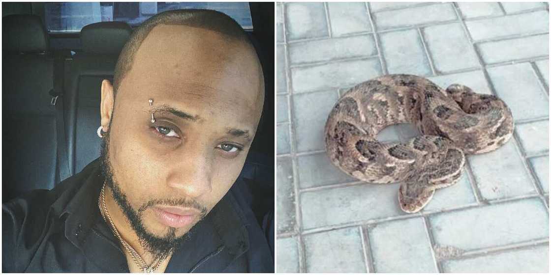 Davido's cousin B-Red splashes N500k on a big-sized pet snake Davido's cousin B-Red splashes N500k on a big-sized pet snake