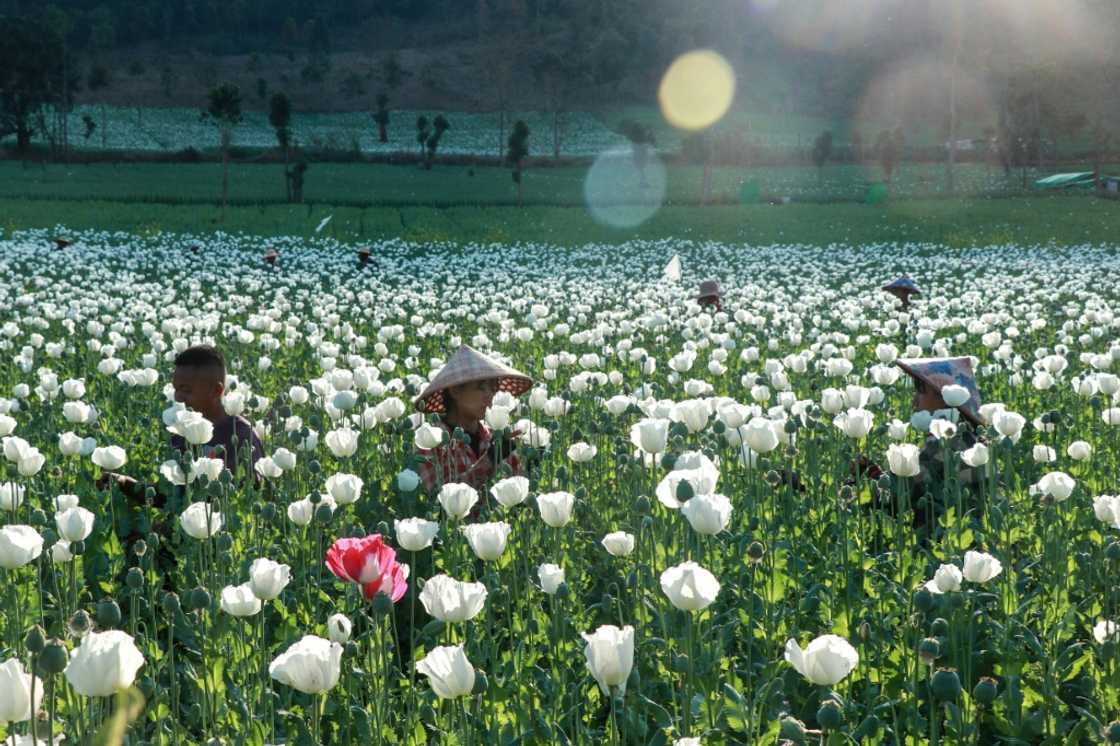 Myanmar overtook Afghanistan as the world's largest producer of opium in 2023