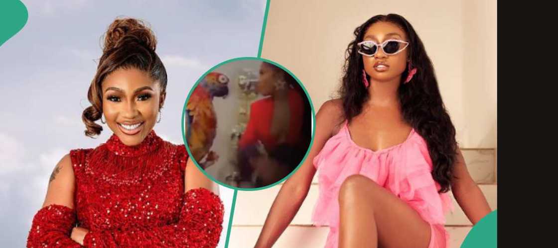 BBNaija stars Mercy and Doyin beat parrot BBNaija stars Mercy and Doyin beat parrot