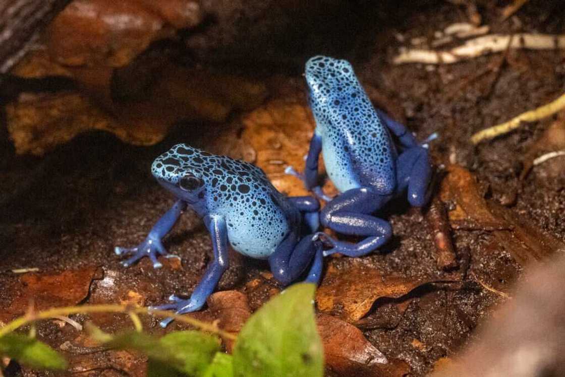 Grenouille venimeuse Grenouille venimeuse