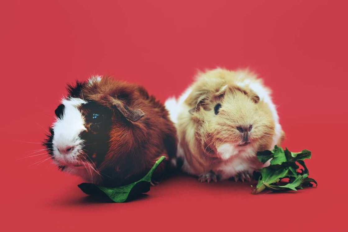 names for guinea pigs