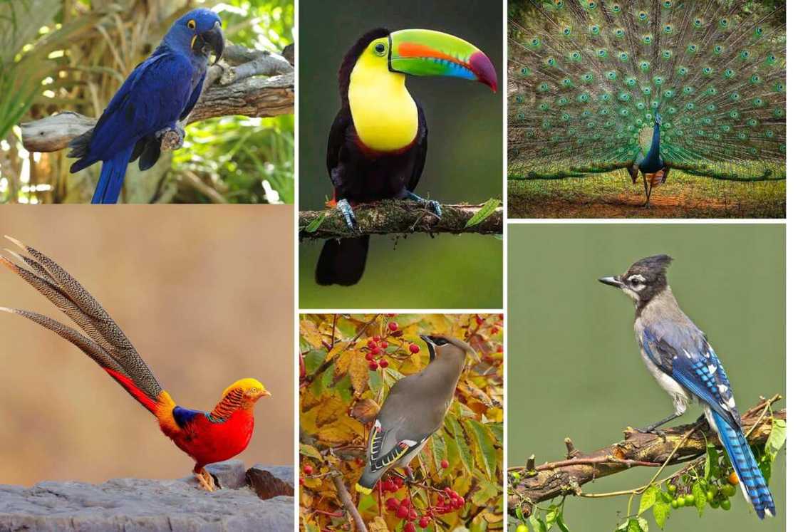 Most beautiful bird in the world Most beautiful bird in the world