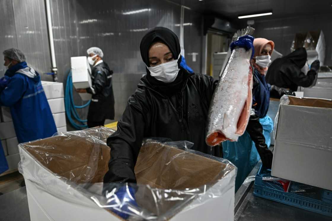 Trout processing in Trabzon, on the Black Sea Coast, where the industry is surging thanks to export demand Trout processing in Trabzon, on the Black Sea Coast, where the industry is surging thanks to export demand