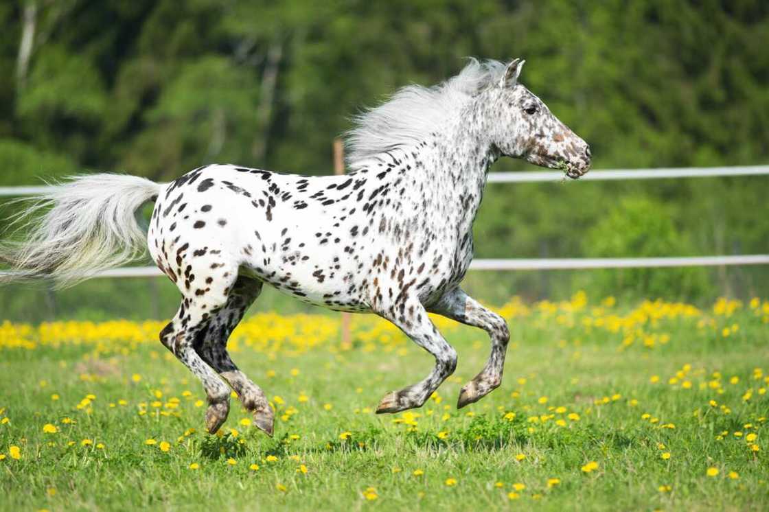 L'Appaloosa, le plus cheval du monde L'Appaloosa, le plus cheval du monde