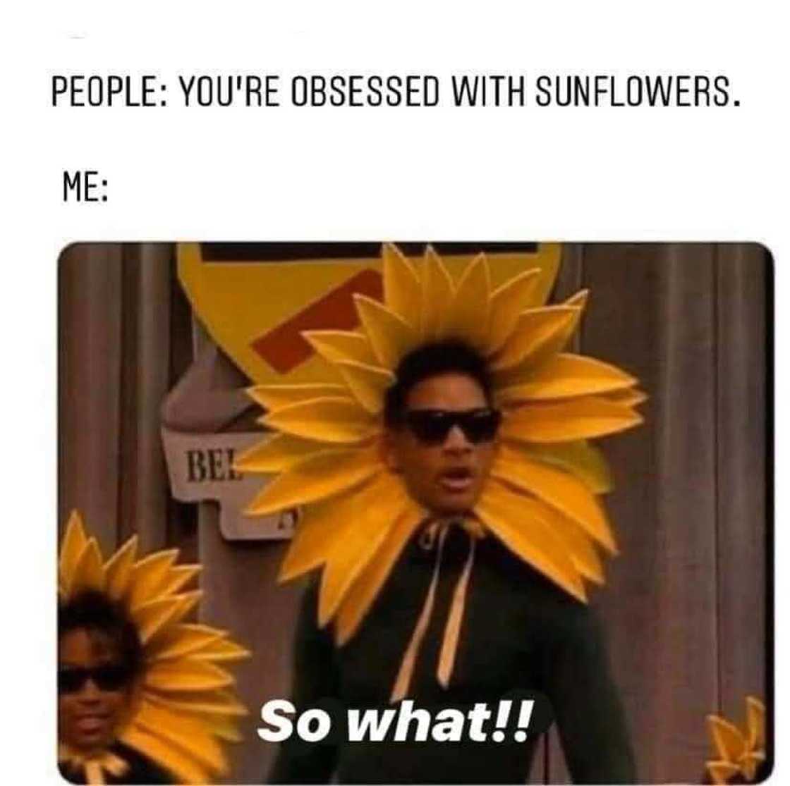 Sunflower meme Sunflower meme