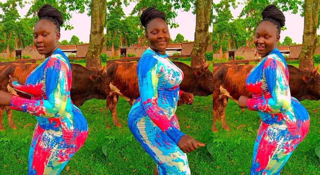 Photos of a beautiful lady dancing in front of a cow. Photos of a beautiful lady dancing in front of a cow.