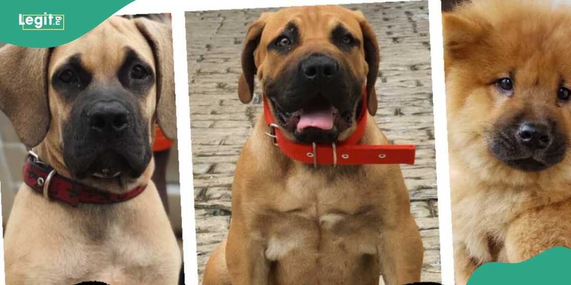 dogs/dogs breeding dogs/dogs breeding