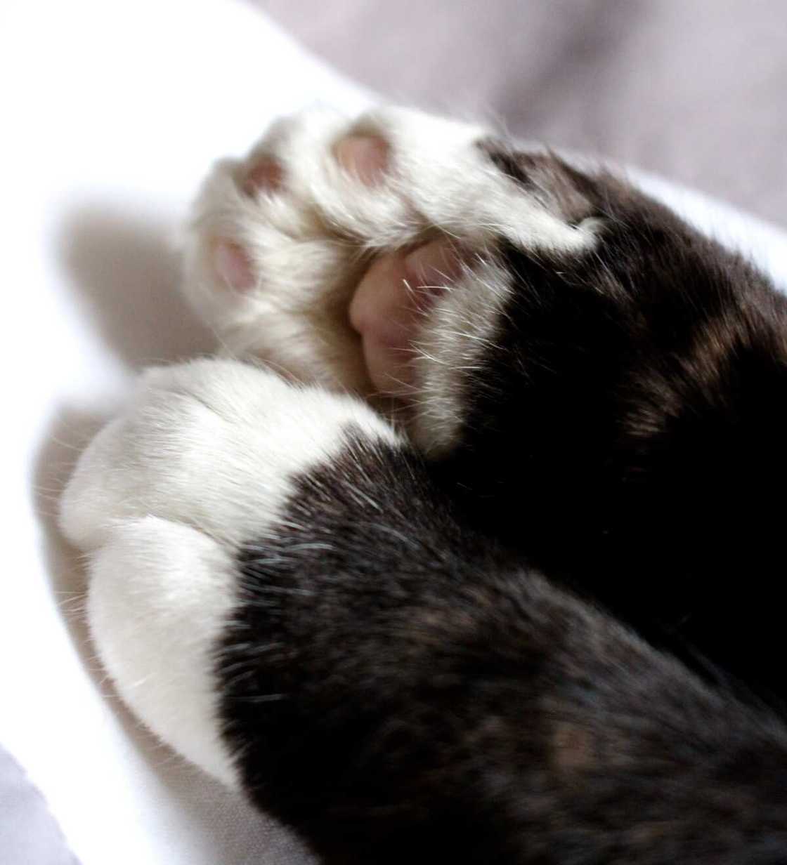 Patte de chat Patte de chat
