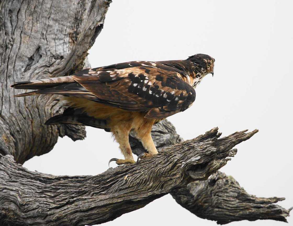 Verreaux’s eagle on a bark of a tree