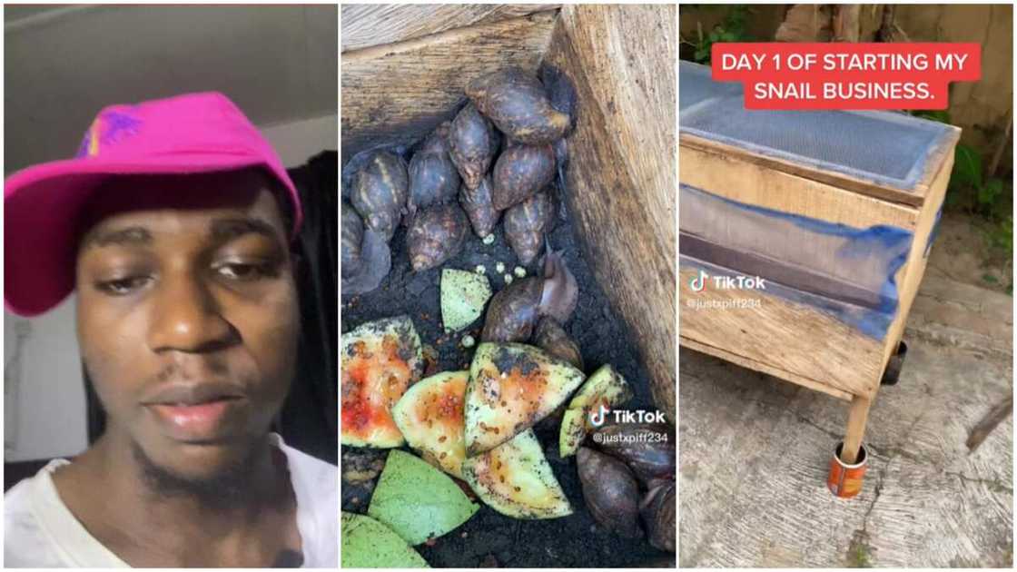 Agriculture in Nigeria/man started snail business. Agriculture in Nigeria/man started snail business.