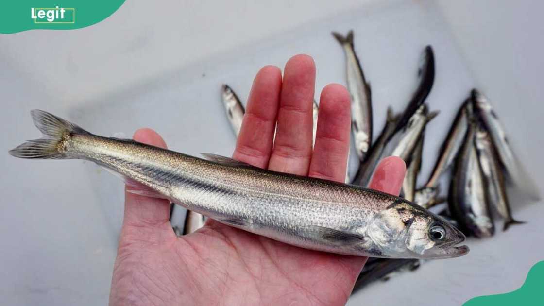 A person holding an Eulachon A person holding an Eulachon