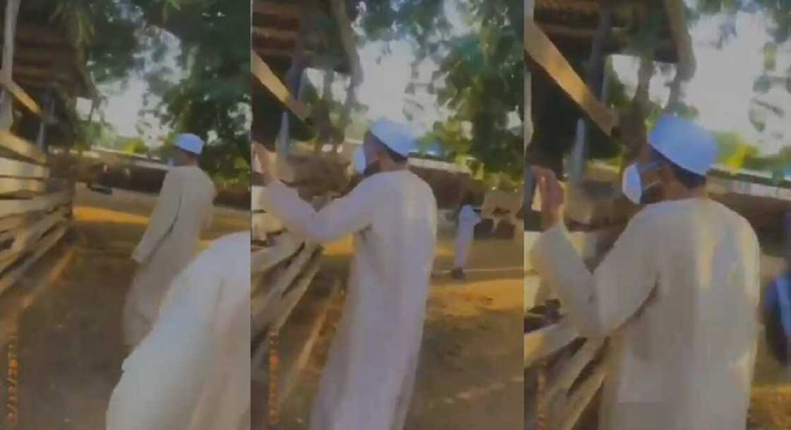 Bidiyon Buhari ya ziyarci shanunsa a Daura ya janyo cece-kuce Bidiyon Buhari ya ziyarci shanunsa a Daura ya janyo cece-kuce