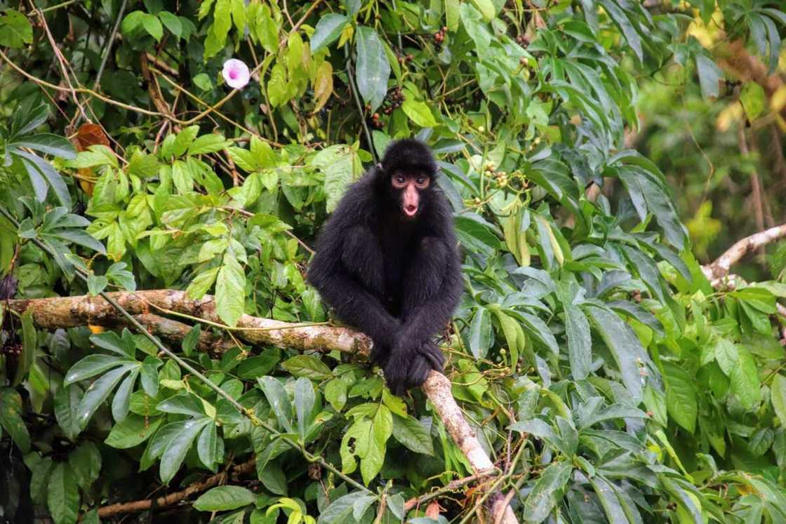 rarest animals in the world rarest animals in the world