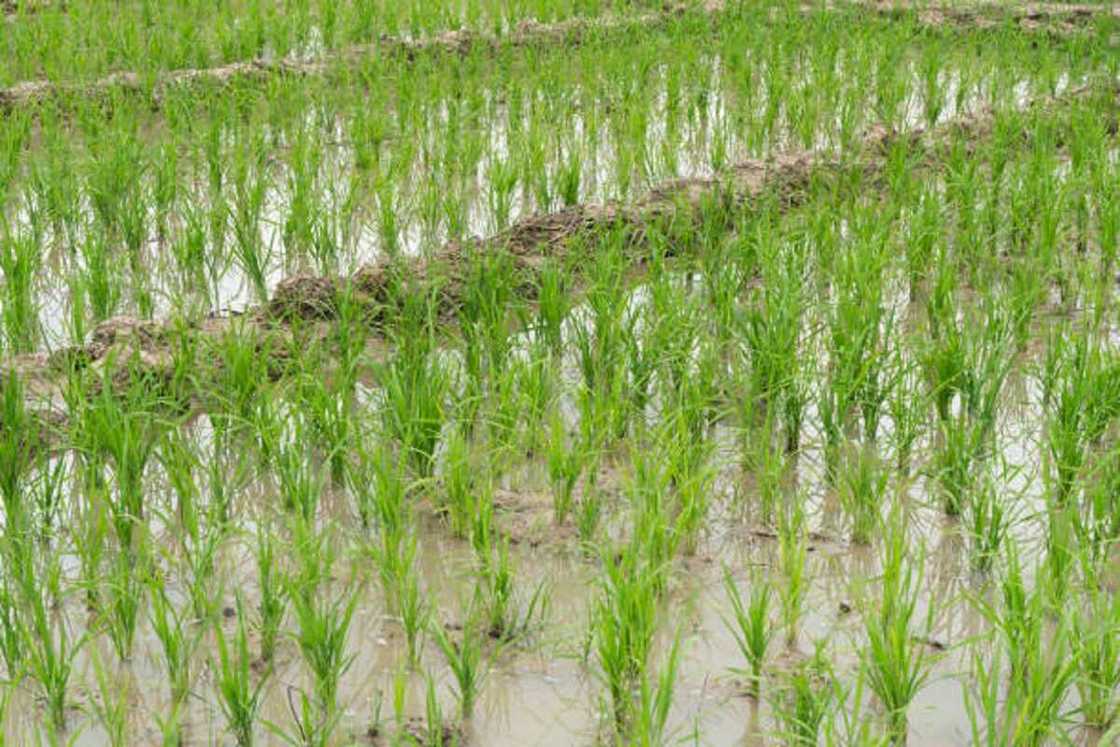 gonar shinkafa a Najeriya gonar shinkafa a Najeriya