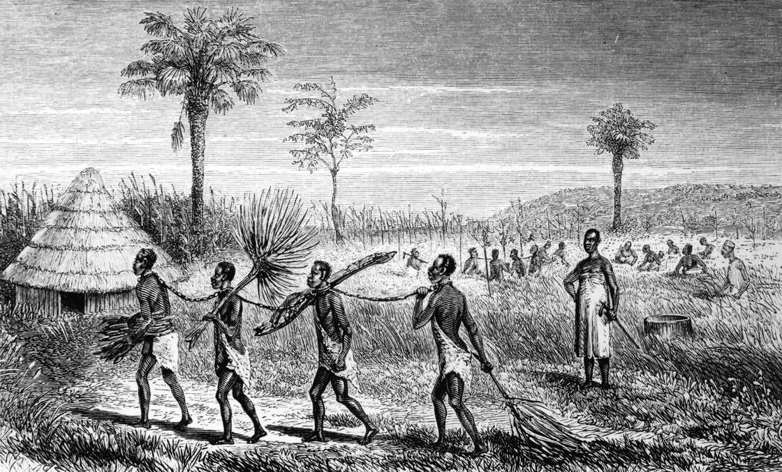 'Sirboko's slaves carrying fuel and cutting rice', an illustration from 'The Discovery of the Source of the Nile' by explorer John Hanning Speke, circa 1850 'Sirboko's slaves carrying fuel and cutting rice', an illustration from 'The Discovery of the Source of the Nile' by explorer John Hanning Speke, circa 1850
