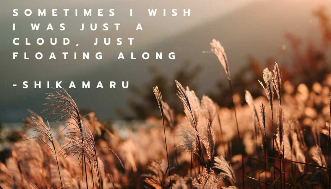 Shikamaru quotes Shikamaru quotes