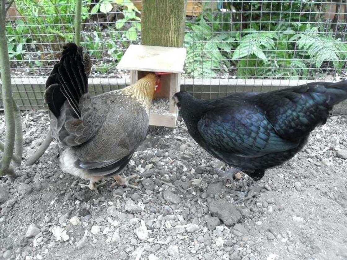 Shell grit box Shell grit box