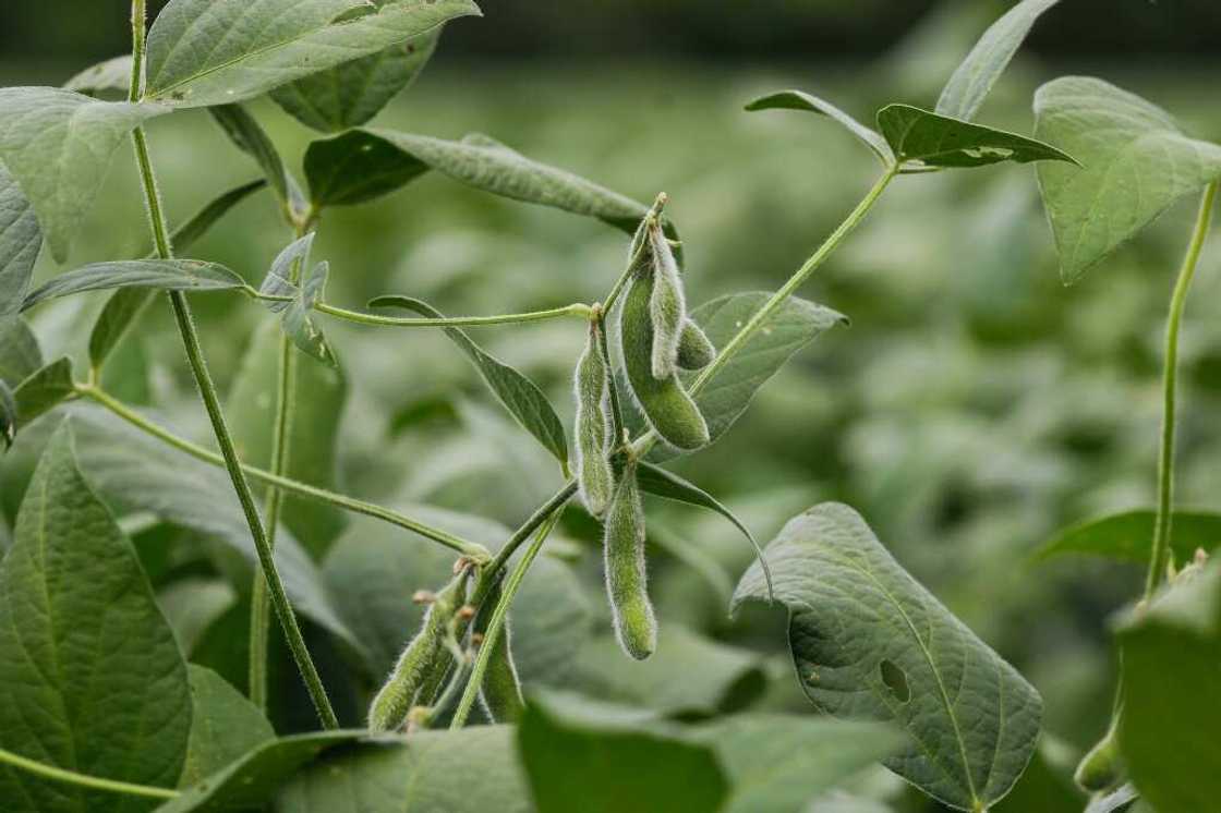 Brazil, the world's biggest exporter of corn, cotton and soy (seen here), is also the top consumer of chemical pesticides Brazil, the world's biggest exporter of corn, cotton and soy (seen here), is also the top consumer of chemical pesticides
