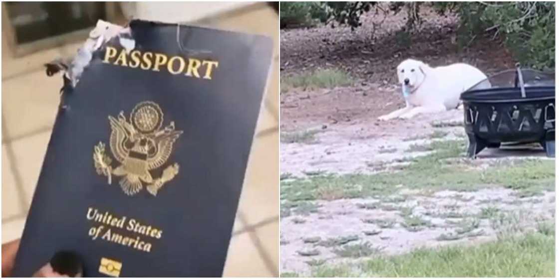 A dog ate its owner's passport A dog ate its owner's passport