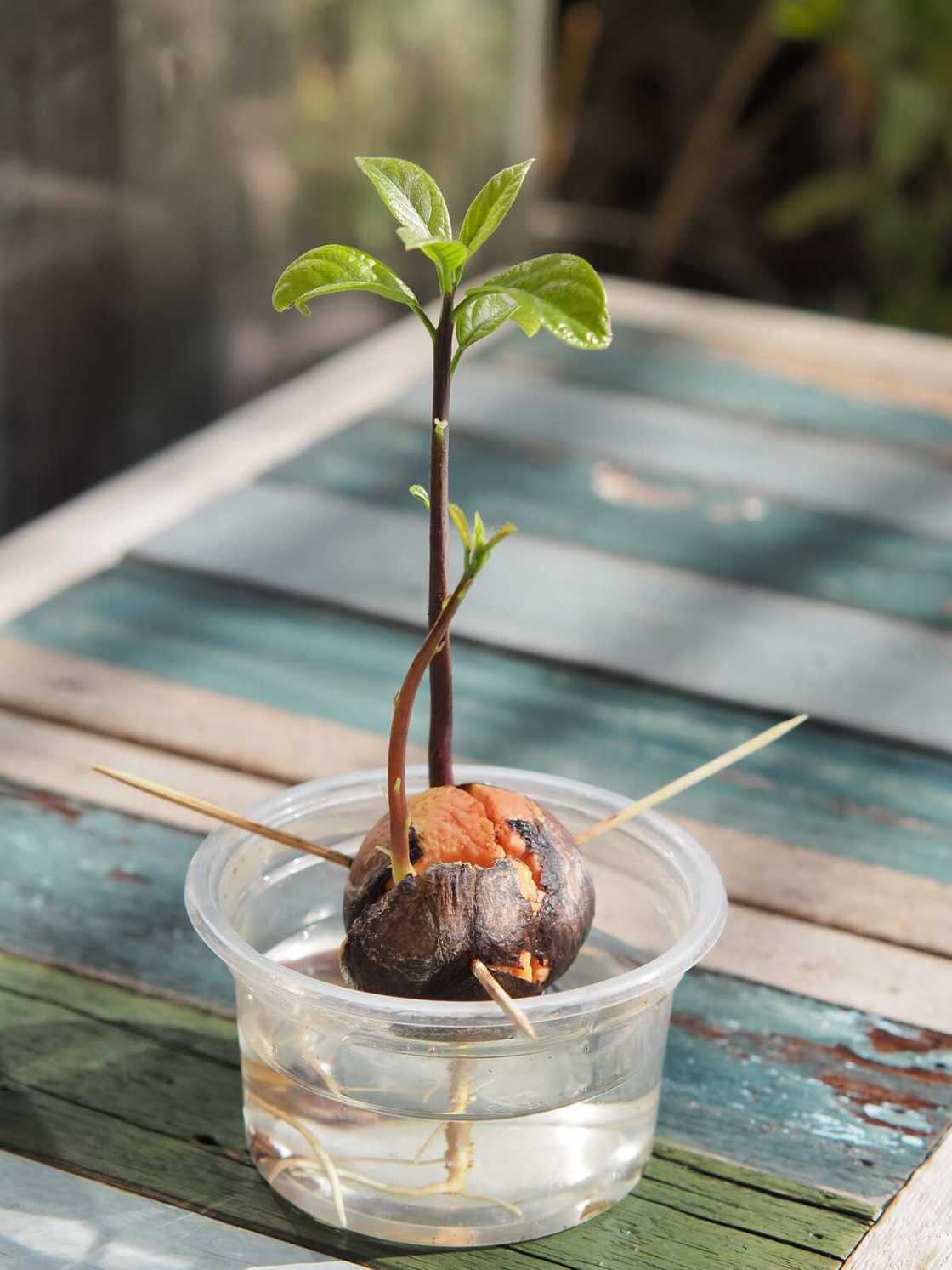 faire pousser un avocat dans l'eau faire pousser un avocat dans l'eau