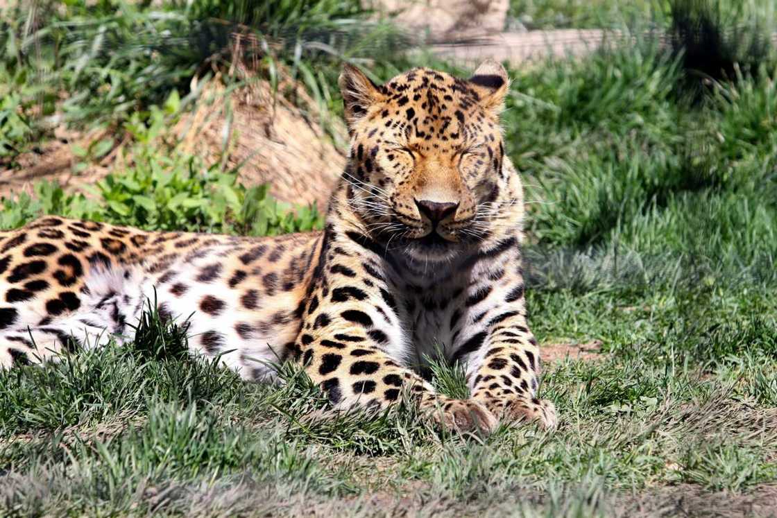 rare animals rare animals