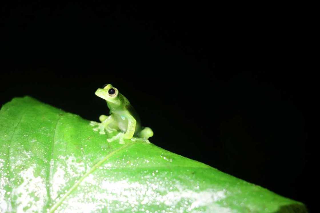 The glass frog is an increasingly sought-after pet, being trafficked and collected for their unusual beauty The glass frog is an increasingly sought-after pet, being trafficked and collected for their unusual beauty