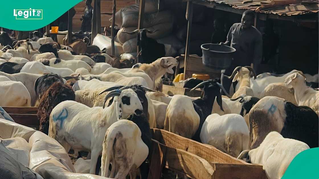 Ram sellers displaying livestock in Ilorin market as Eid-el-Kabir approaches with high prices