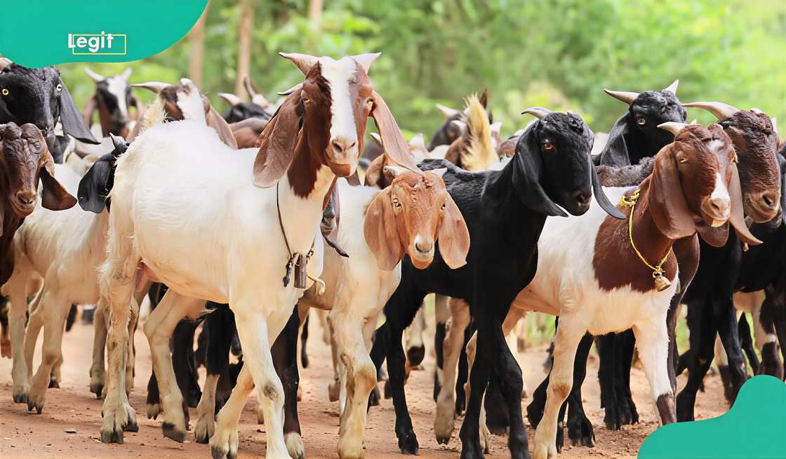 A herd of Boer goats