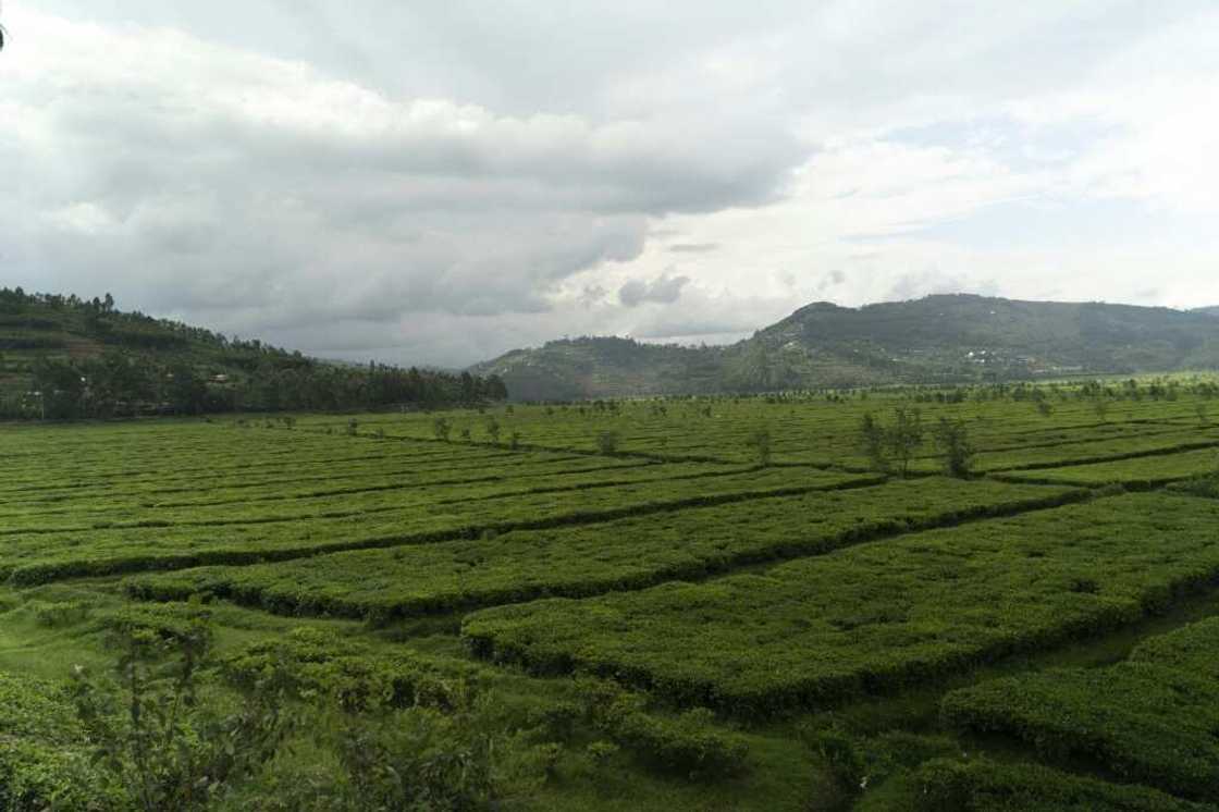 Born in Nyange to parents who were farmers, Kabuga, now 87, rose from humble beginnings to become the virtual owner of the village and its surrounding tea plantations