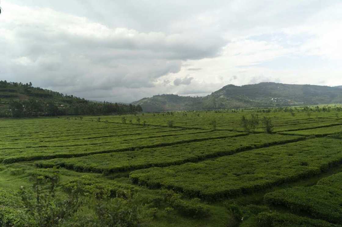 Born in Nyange to parents who were farmers, Kabuga, now 87, rose from humble beginnings to become the virtual owner of the village and its surrounding tea plantations Born in Nyange to parents who were farmers, Kabuga, now 87, rose from humble beginnings to become the virtual owner of the village and its surrounding tea plantations