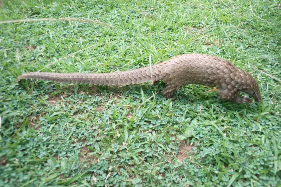 Yadda ake sace namun dajin Najeriya a sayar da makudan daloli a kasashen ketare Yadda ake sace namun dajin Najeriya a sayar da makudan daloli a kasashen ketare