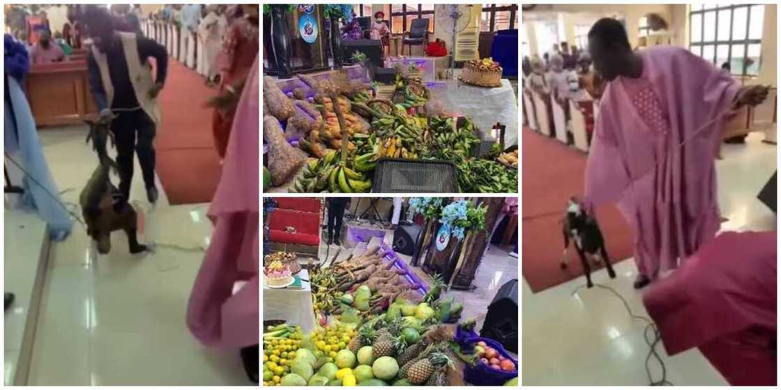 Nigerians reacts as worshippers turn church altar to market with goat and other huge food donations Nigerians reacts as worshippers turn church altar to market with goat and other huge food donations