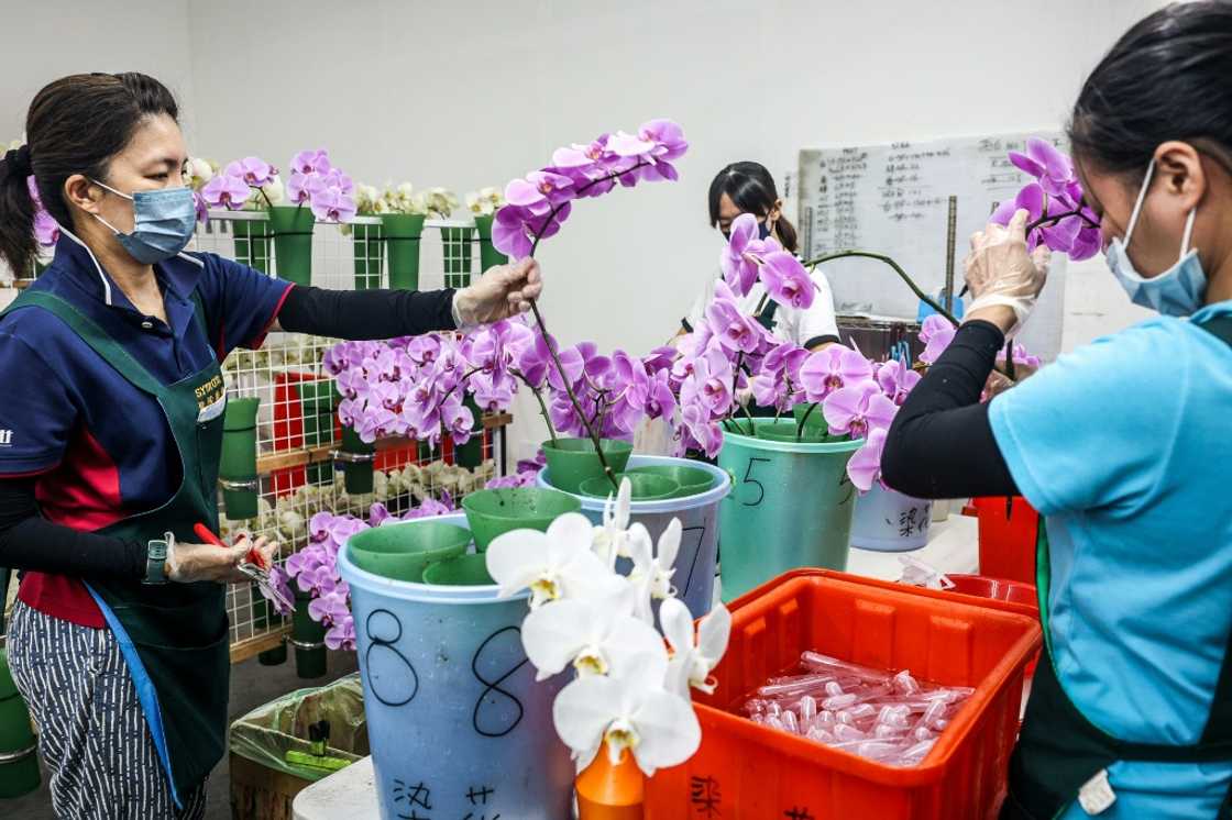 Taiwan's more than 300 orchid growers rank among the world's biggest producers of the plants and the United States is their largest market Taiwan's more than 300 orchid growers rank among the world's biggest producers of the plants and the United States is their largest market