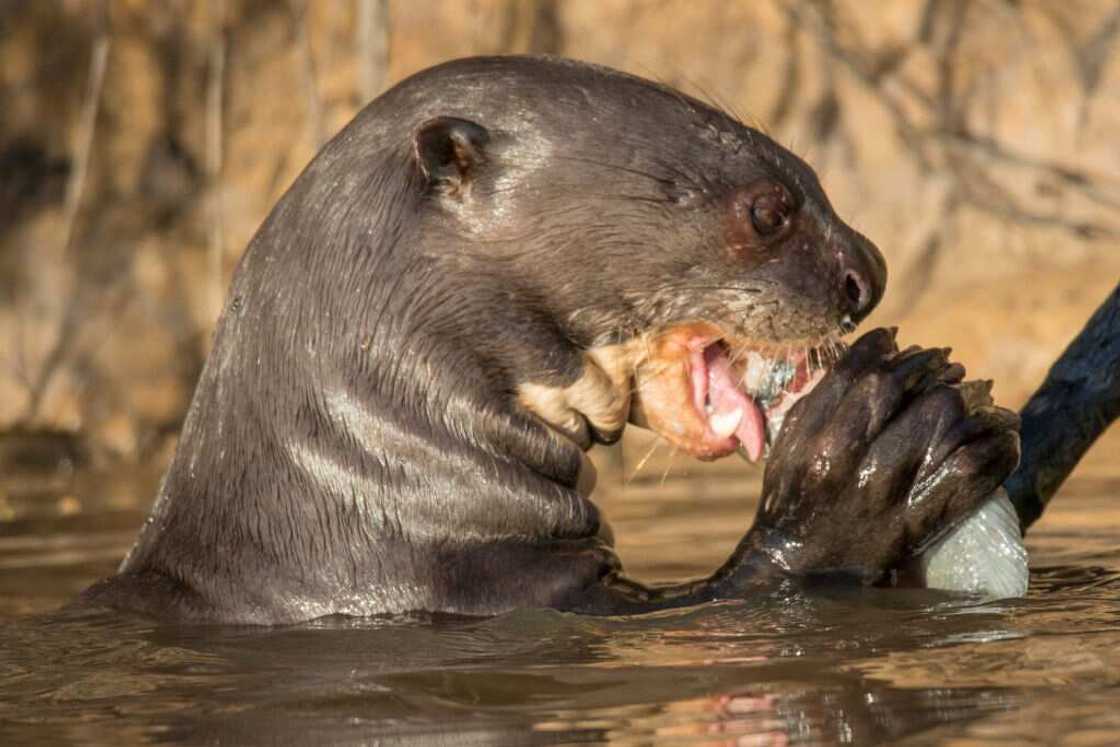 rare animal rare animal