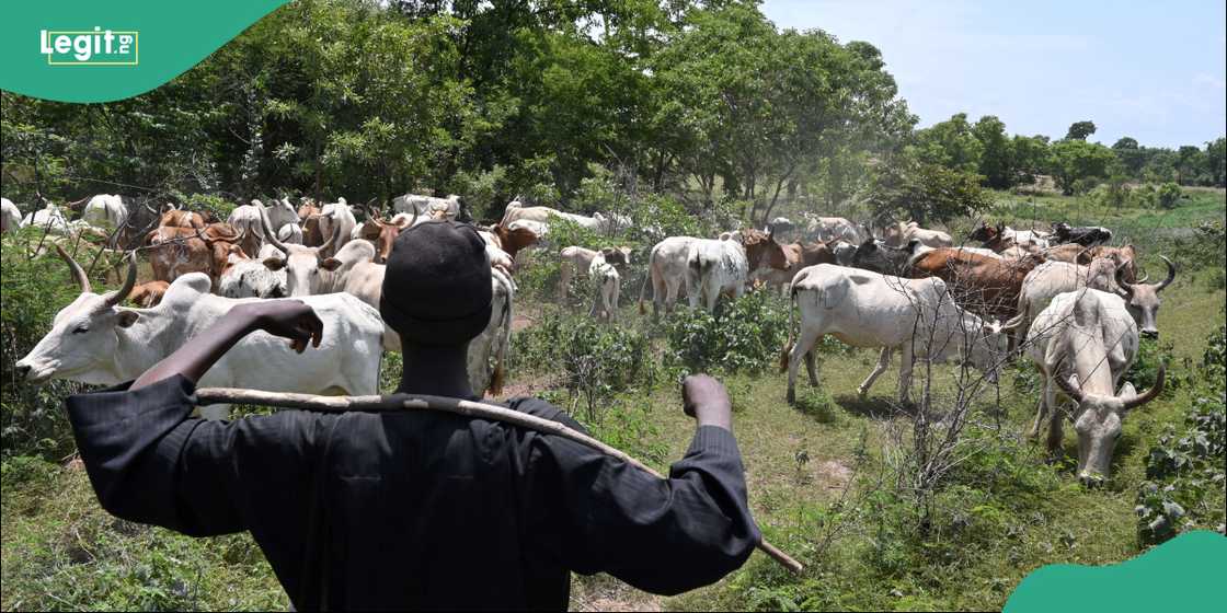Fulani Fulani