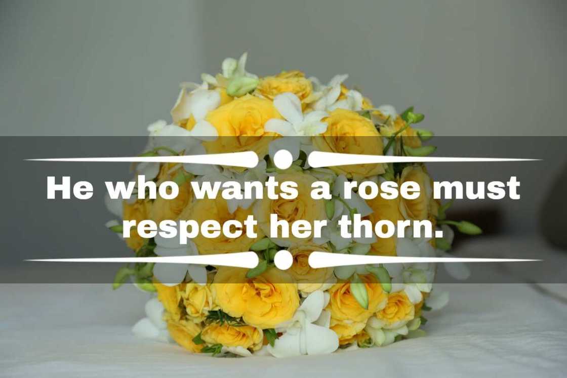 Beautiful rose quotes