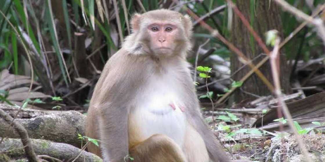 An yanke wa 'bugaggen biri' hukuncin daurin rai da rai a kan harar mutum 250 An yanke wa 'bugaggen biri' hukuncin daurin rai da rai a kan harar mutum 250