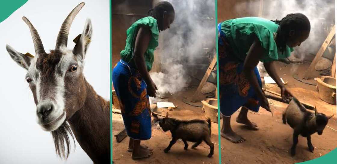 Goat nods woman for refusing to give it food.